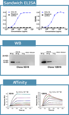 兔单克隆抗体制备
