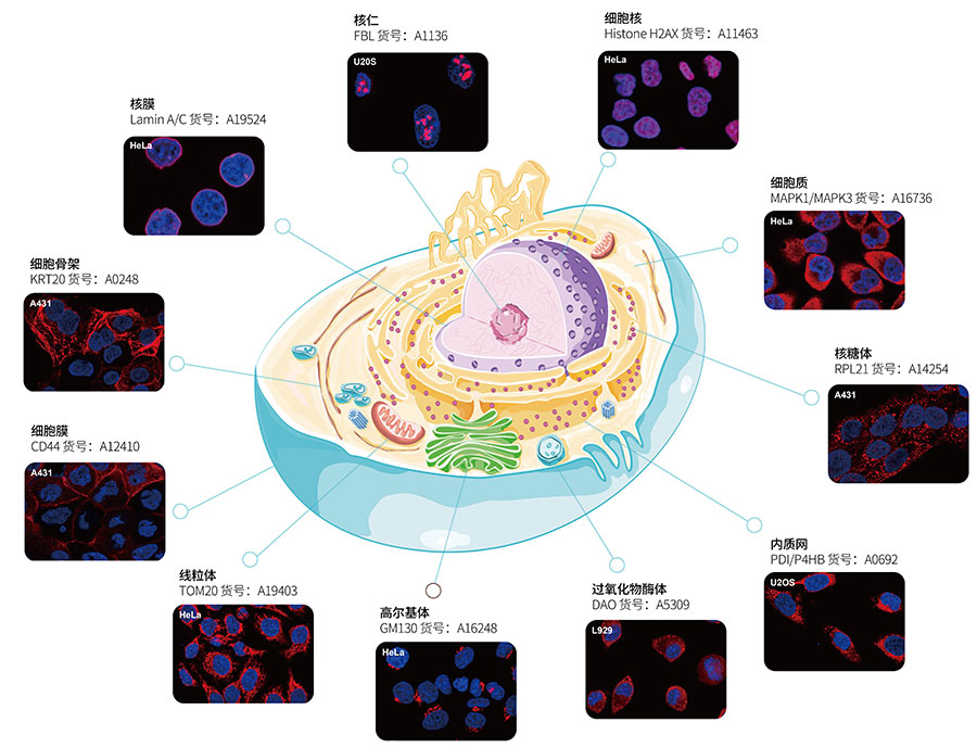 细胞器marker抗体 特色抗体推荐 abclonal